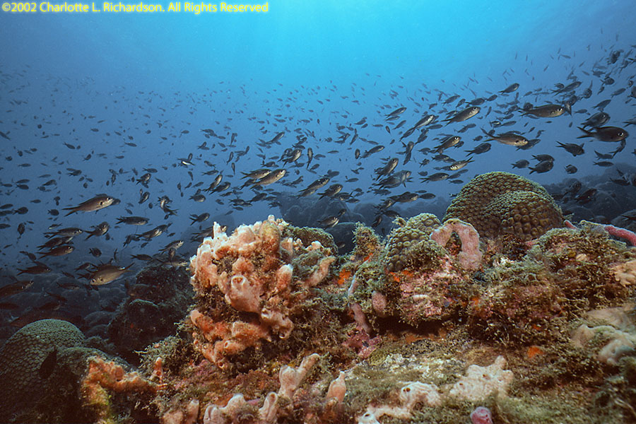 Sao Tome e Principe Photo Gallery